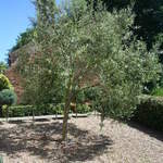 olive in garden
